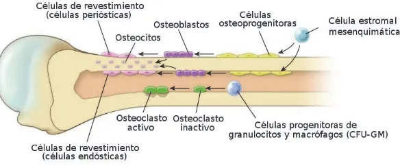Figura I. 1. 3. B. 1 – Células del tejido óseo [Ross, 2007]. 