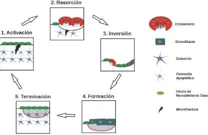 Figura I. 1. 3. D – Etapas del remodelado óseo (Adaptado de Henriksen, 2009).  
