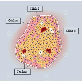Figura 1: Esquema de un islote pancreático característico de roedores en donde se aprecian las diferentes poblaciones celulares y su distribución