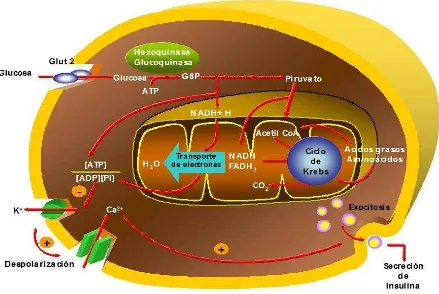 Figura 4: Secreción de insulina regulada por glucosa. 