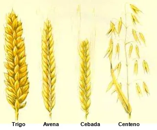 Figura 1. Cereales tóxicos en enfermedad celíaca. 