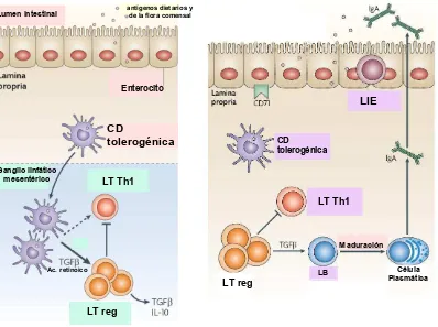 Figura 11. Células de la mucosa intestinal y mecanismos regulatorios implicados en mantener la homeostasis
