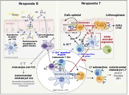 Figura 13. favorece la activación de LIEs CD8mediante la estimulación de sus mecanismos de sobrevida y la inhibición de sus respuestas inmunoregulatorias, aumentando aún más el riesgo de desarrollar enfermedades de tipo autoinmune T dependientes como DM ti
