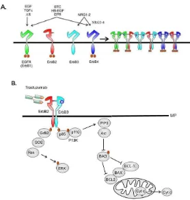 Figura 4. Familia de receptores tirosina quinasa ErbB/HER. A). Receptores tirosina quinasa ErbB/HER y sus ligandos