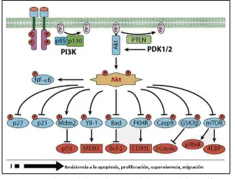 Figura 8. Relación de la vía de PI3K y el desarrollo del cáncer4. 