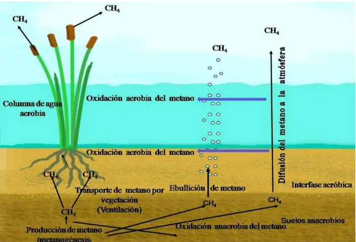 Figura 1.1. Esquema simplificado de la producción, oxidación y transporte a la atmósfera de CH4 en los humedales (Hernández, 2010)