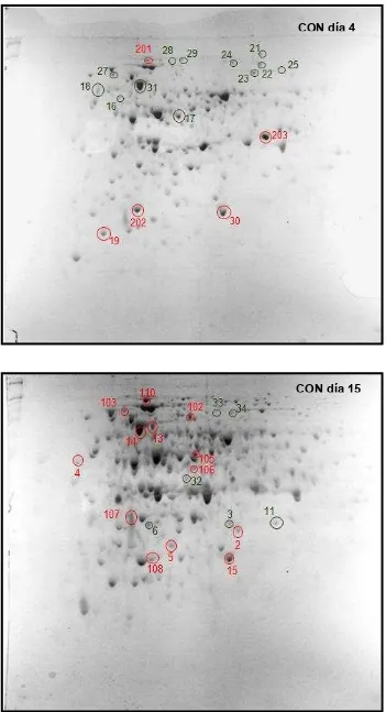 Figura IV.27. Fotografía del análisis por electroforesis bidimensional de dos condiciones distintas de CON