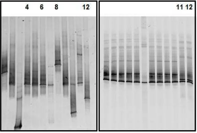 Figura V.9. Análisis por PCR-DGGE de los clones que presentaron el inserto de interés