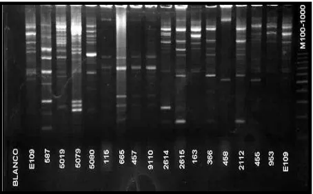 Figura 3-5: Reacción REP-PCR. Perfiles de bandas obtenidos con primers REP para las cepas en estudio