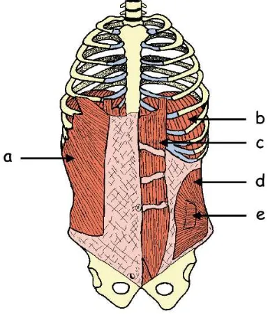 Fig. 11. Visión lateral esquemática de la posición del diafragma. a: esófago, b: aorta, c: columna vertebral, d: vena cava inferior, e: diafragma, f: corazón, g: esternón.