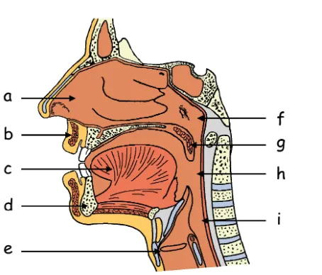 Fig. 14. Corte sagital de la cabeza (detalle) 