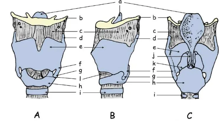 Fig. 1. Cartílagos de la laringe. A. visión anterior, B: visión lateral, C: visión posterior