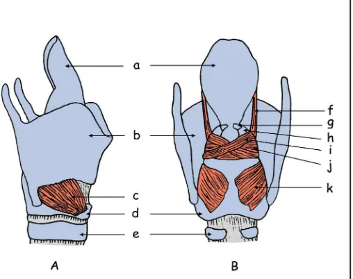 Fig. 2. Musculatura intrínseca de la laringe. A. Visión lateral; B. Visión músculo aritenoideo oblicuo, k: músculo aritenoepiglótico (actúa descendiendo sobre los pliegues vocales), g: cartílago la epiglotis en la deglución; no actúa corniculado, h: cartíl