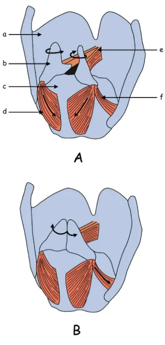 Fig. 3.  Esquema de los movimientos realizados por los aritenoides. A. Abducción de los pliegues vocales