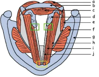 Fig. 4. Corte frontal de la laringe. a: 