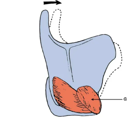Fig. 6. Movimientos del cartílago tiroides. se muestra la acción del músculo cricotiroideo (a) sobre el cartílago tiroides