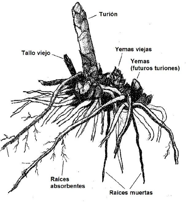Figura 2. Rizoma y raíces de una planta de espárrago (Del pozo 1999). 