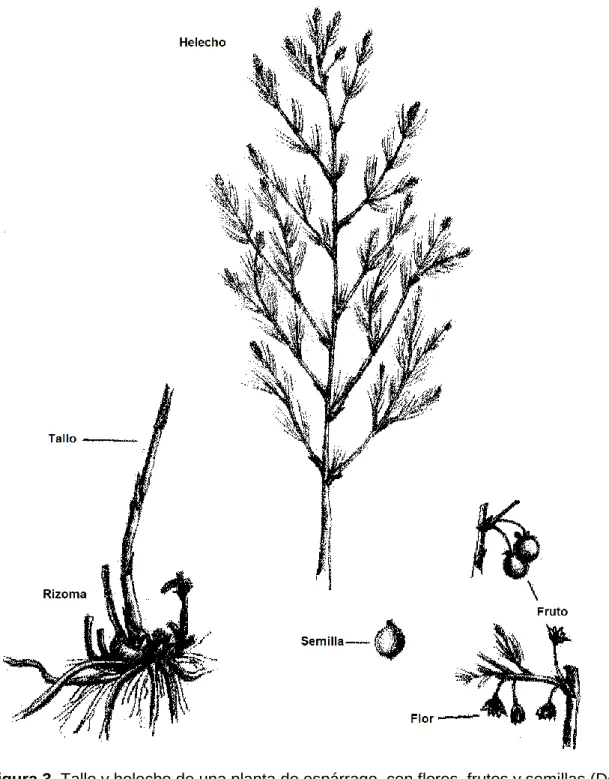 Figura 3. Tallo y helecho de una planta de espárrago, con flores, frutos y semillas (Del  Pozo 1999)