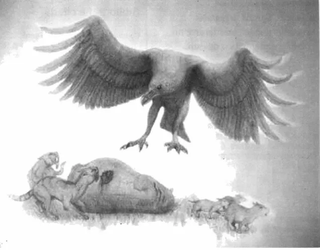 Fig. 5. Argentavis magnificens procurando su alimento.
