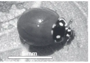 Fig. 10: Cycloneda sanguinea sobre una 