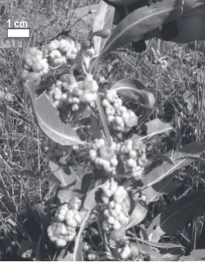 Fig. 2: Ejemplar masculino de “ombusillo” 