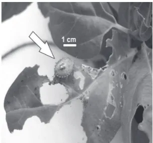 Fig. 7: Oruga de mariposa sobre hojas de “ombusillo”.