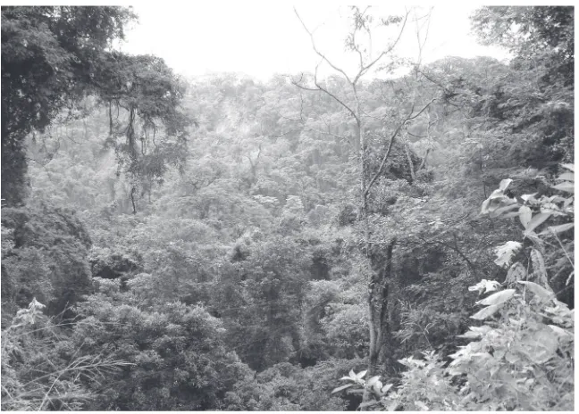 Fig. 1. Ambiente de selva hiperhúmeda en el Parque Nacional Calilegua. Foto Dra. O.G. Martínez