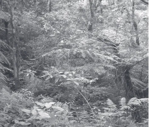 Fig. 5. Ambiente de selva tropical paranense. Foto Dra. C. Prada.