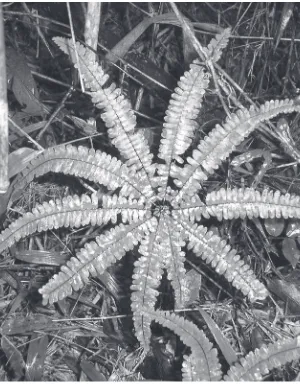 Fig. 6. Helecho de la especie Adiantopsis radiata. Parque Nacional de Iguazú. Foto Dra