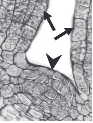 Fig. 1. Zona meristemática en el ápice del foliatallo de “sombra de toro” (Jodina rhombi-, Angiosperma) (punta de lecha) y las primeras hojas (lechas)