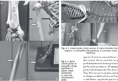 Fig. 4. A: chacal dorado (Canis aureus). B: ciervo colorado (Cervus 