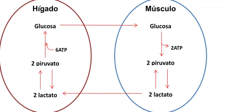 Figura 1 Ciclo de Cory. Vía anaerobia de fermentación de la glucosa la cual  conlleva un gasto neto de energía de 4 ATP.