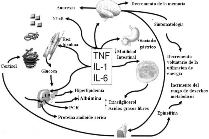 Figura 2. El papel fisiopatológico de las citocinas en la producción de caquexia. TNF-α, factor de  necrosis tumoral; IL-1, interleucina 1; IL-6, interleucina 6; PCR, proteína C reactiva; LPL, lipólisis 