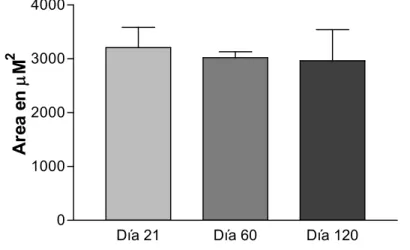 Figura 9. Área promedio de los adipocitos del grupo   sanos ad libitum. En este grupo no hubo diferencias 