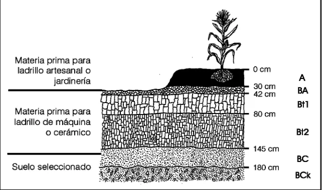 Fig. 35. Utilización de los distintos horizontes del suelo.