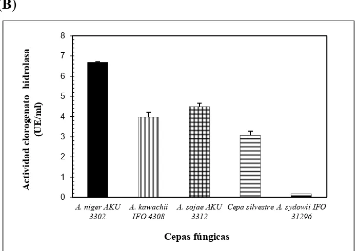 Figura 4.3: Preselección de cepas fúngicas productoras de CHasa: formación de AC por TLC (A) y análisis del cambio de absorbancia a 350 nm (B)