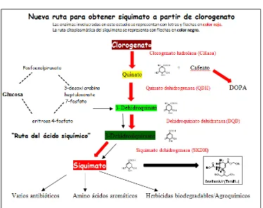 Figura A: Ruta propuesta para la obtención de ácido siquímico a partir de ácido clorogénico