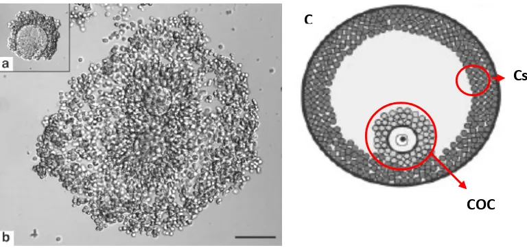 Figura 5. Complejos ovocitos cúmulus. Obsérvese la diferencia en la expansión de los COC in vitro con estimulación de FSH (a) y sin la misma (b)