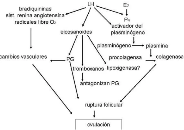 Figura 7. Esquema de la sucesión de eventos que conducen a la ovulación (Gigli y col., 2006)