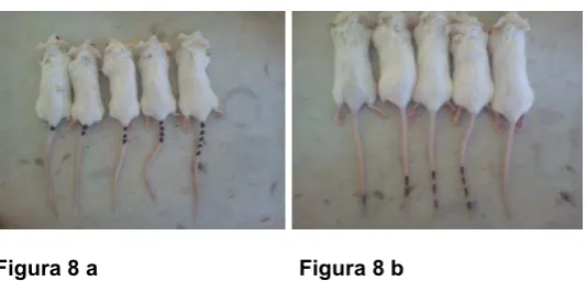 Figura 8 a                                 Figura 8 b 