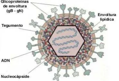 Figura 4. Estructura del HSV-1. (Tomado de Toma y col., 2008.) 