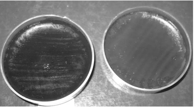 Fig. 7: inhibición del crecimiento bacteriano a la izquierda, correspondiente a Schinus fasciculatus, y crecimiento bacteriano normal a la derecha