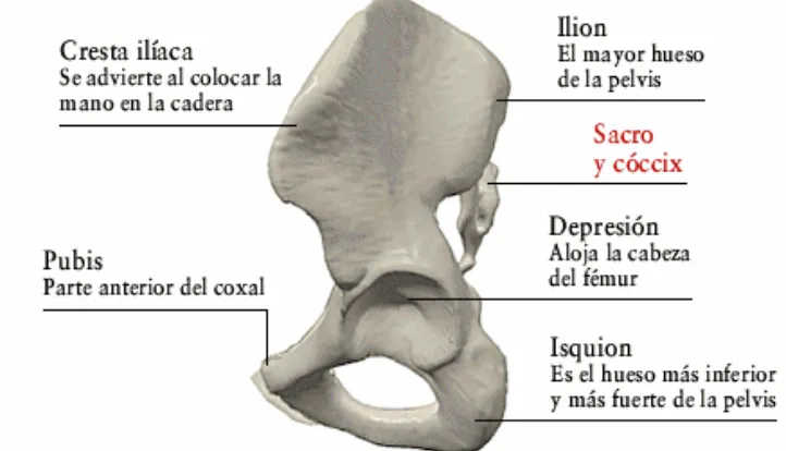 Figura 2.6 Anatomía de la pelvis y sus elementos principales. 