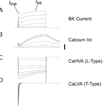 Figure 11. Model of Cacurrents.pools of BK channels as explained in the text. The equations for theactivation of BK channels from eqs