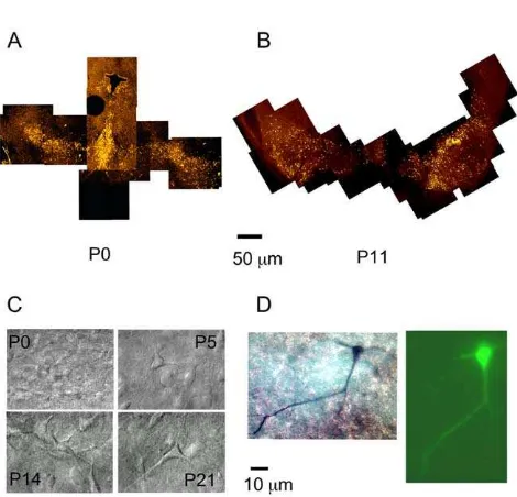 figure 1D shows the LFY fluorescence. Both images were