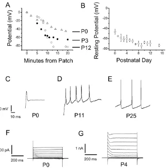 Figure 2. Excitability Changes in SN DA neurons during development. (A) Resting potential measurements for three SN DA neurons as a