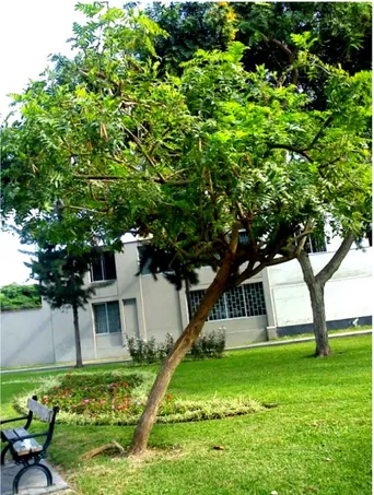 Figura 1. Árbol del Tecoma stans en el distrito de Miraflores, Lima, Perú. 