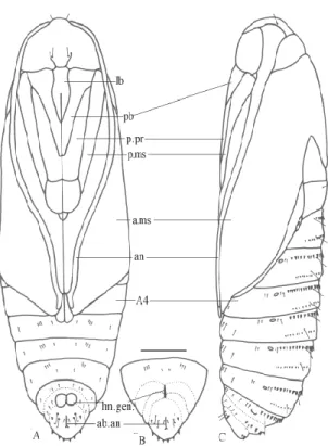 Figura 10. Pupa de Cryptophlebia cortesi. A) Pupa   macho en vista ventral. B) Terminalia pupal de la  