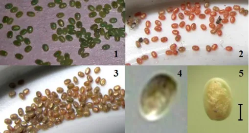 Figura 11. 1-3: Cambios en la coloración de los huevos de E. hyberniata; 4-5: Vista de la  larva a través del corion (escala 0.2mm)