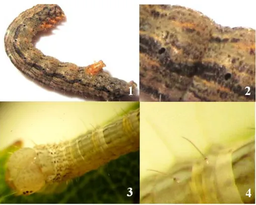 Figura 14. 1-2: Cuerpo de la larva con espiráculos; 3-4: Cuerpo de la larva con pelos